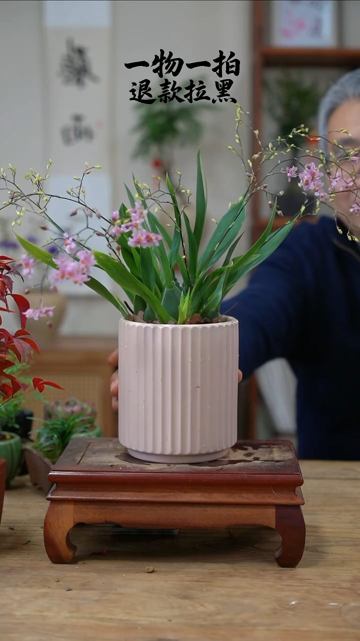 完全开放小****?文心兰145