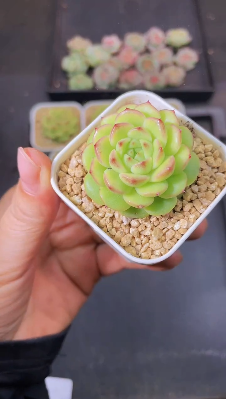 8507小Y随机发一颗量拍