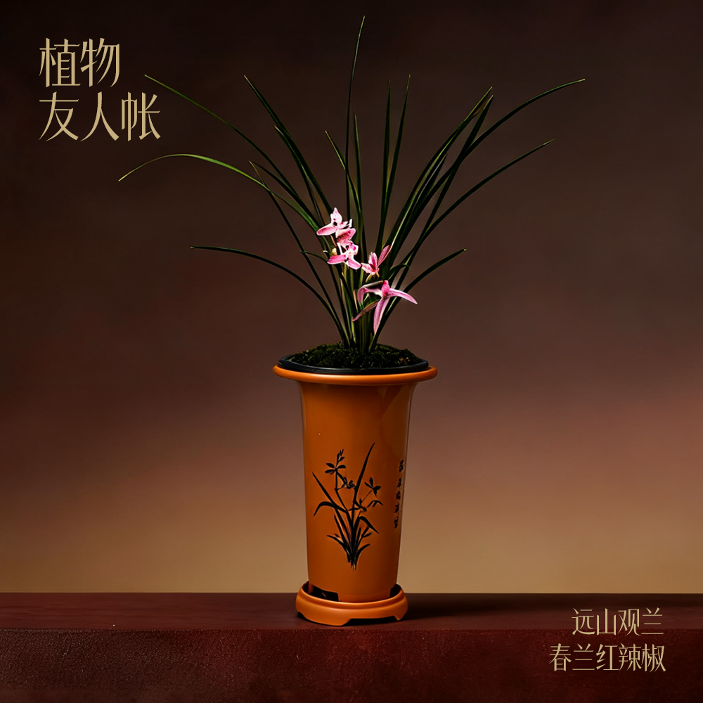 春兰红辣椒远山观兰系列植物友人帐盆栽花卉绿植桌面盆景
