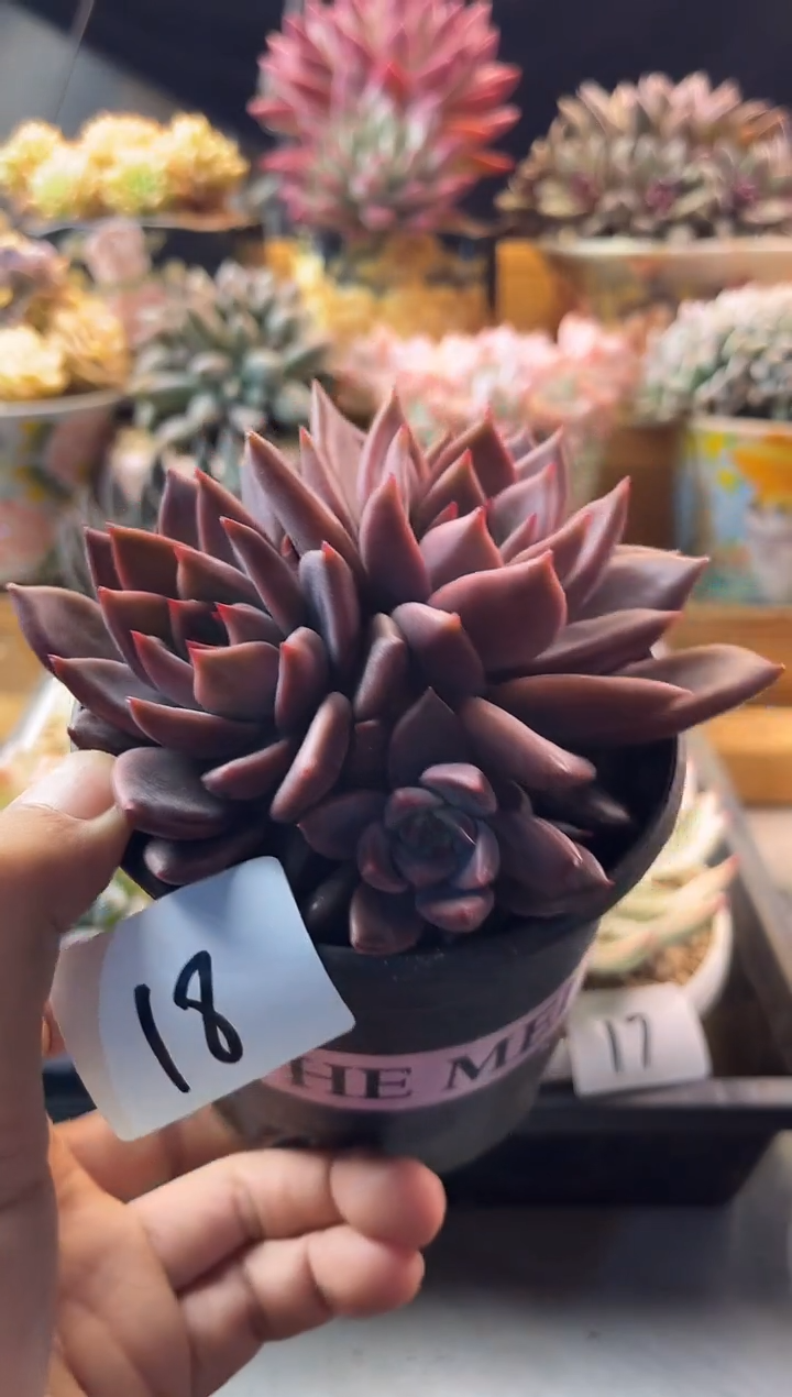 9.24-18红糖卡1111111111