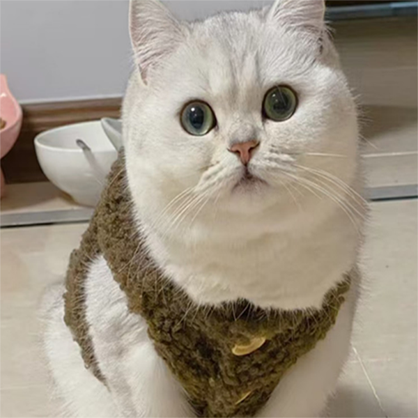 猫咪定金专用链接英短金渐层银渐层布偶金吉拉等