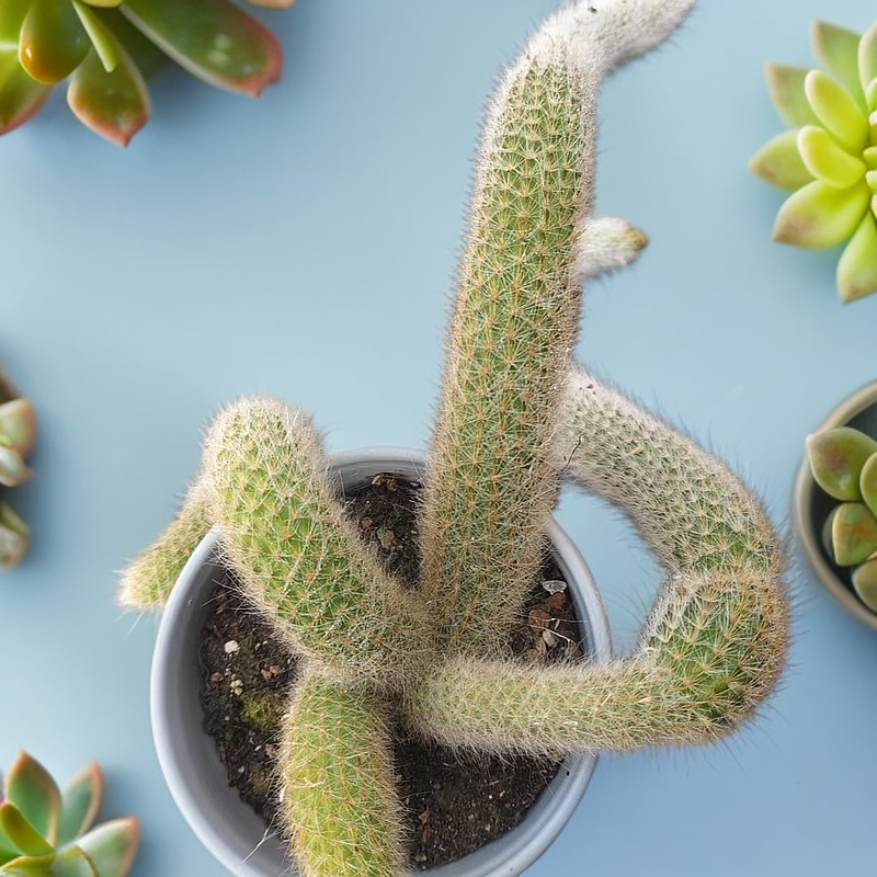 多头九尾狐（满9.99包邮）吹吹多肉多肉植物老桩