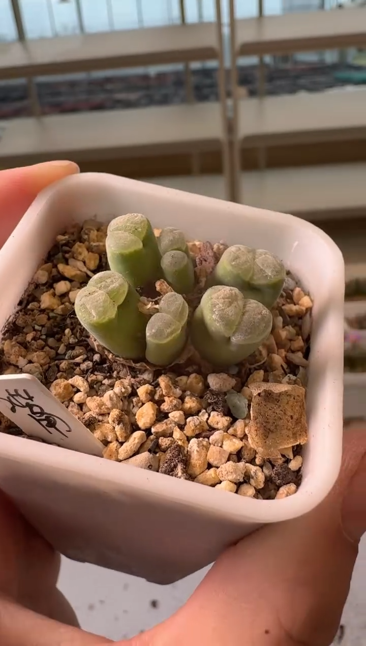 24-35多肉植物肉锥
