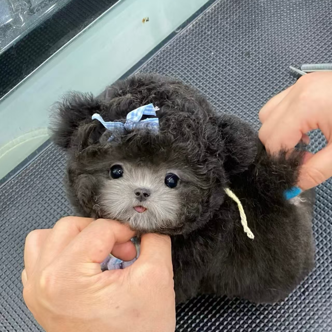 【拳拳家-保健康 】精品小体灰泰迪活体宠物狗链接