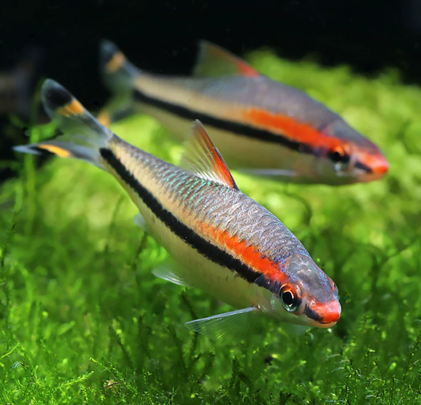 【宗介的鱼塘】一眉道人鱼