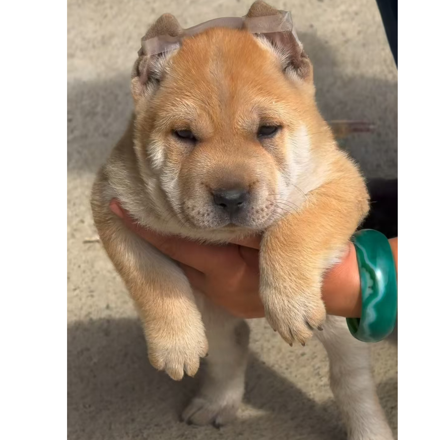 T（广西小八嫂）狗狗活体