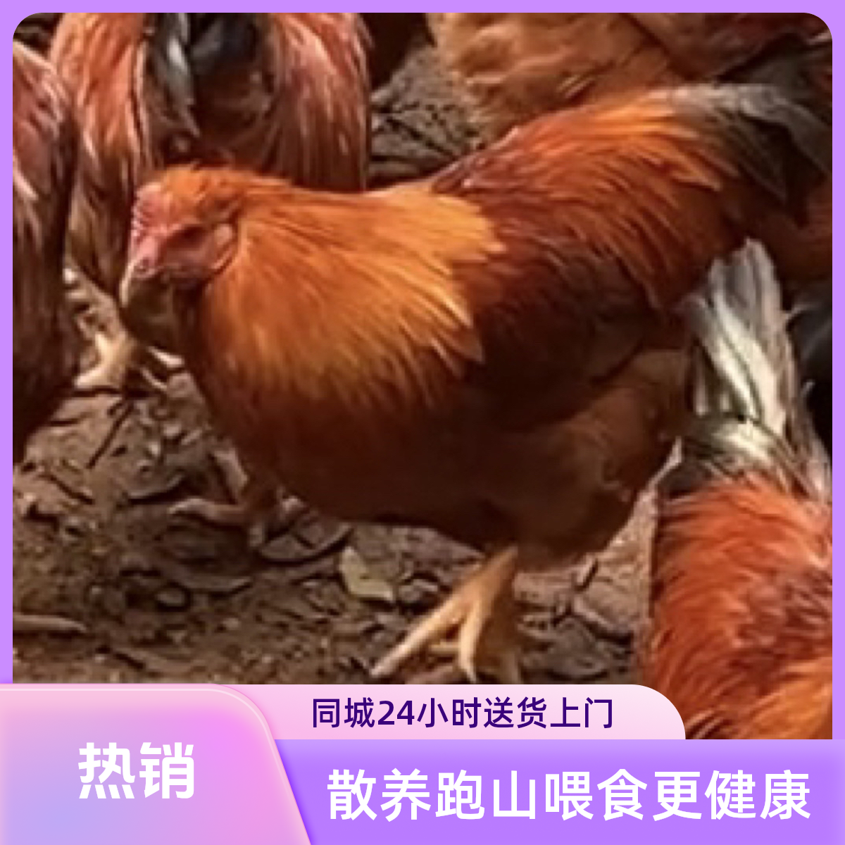 8个月以上散养跑山纯粮食喂养阉鸡肉质鲜美营养同城配送2小时达
