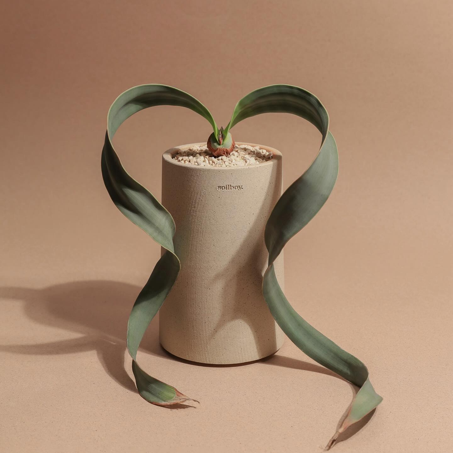 百岁兰植物 纳米比亚国花 Welwitschia mirabilis 块根多肉植物