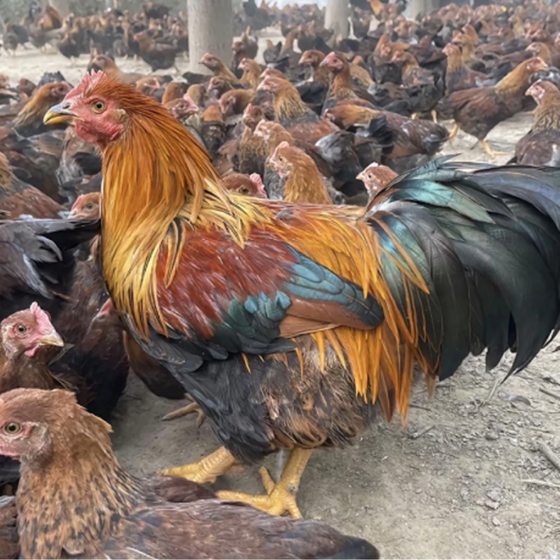 清远麻阉鸡细脚高身金脖麻羽适合当宠物鸡