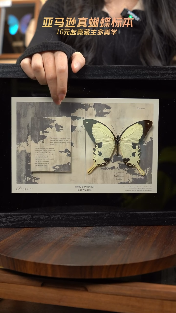 非洲白凤蝶新版本横版