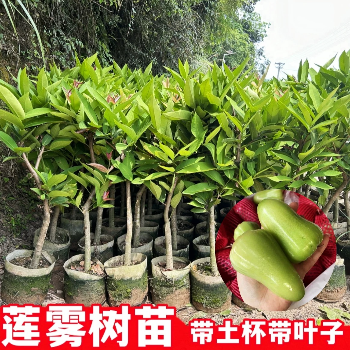 莲雾果树苗黑金刚黑糖芭比大叶红带土带叶嫁接正宗正品南北方种植