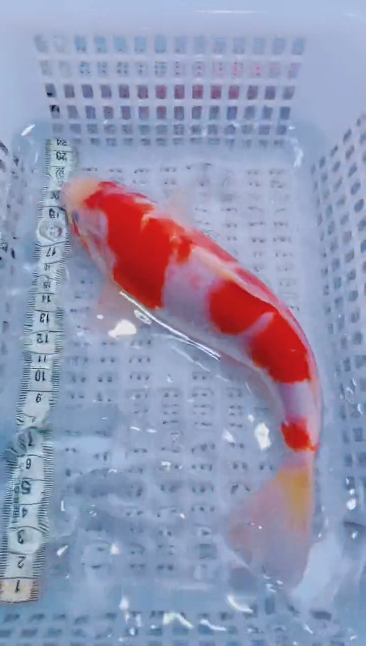锦鲤血统锦鲤全场包邮128