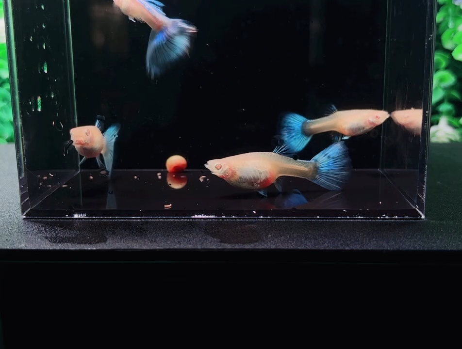 孔雀鱼精挑精品孔雀鱼