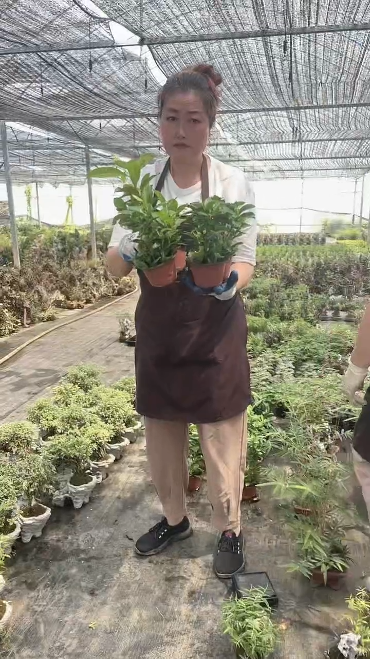 无花朵四盆栀子花 盆景 