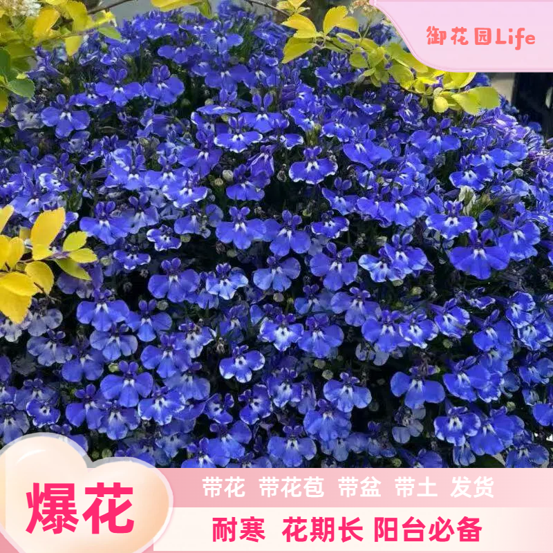 御花园【六倍利】半边莲盆栽 耐寒 满天星 庭院阳台半阴类垂吊盆栽