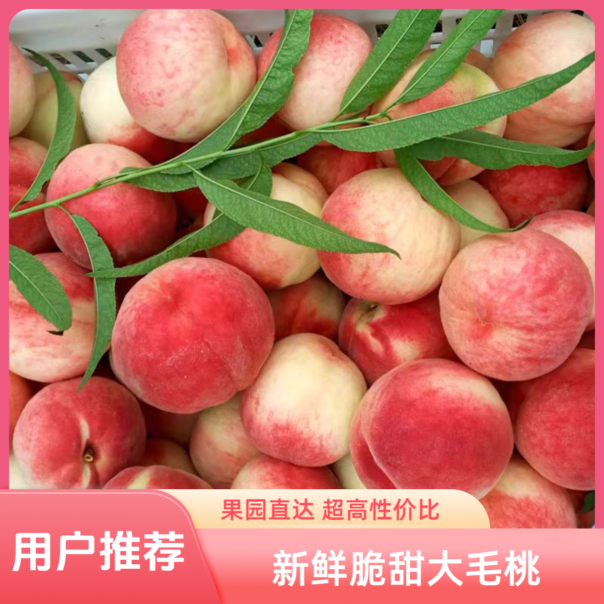 【平谷现摘大毛桃】脆甜口又脆又甜的毛桃 当季时令水果自然成熟脆甜多汁桃子同城送北京市