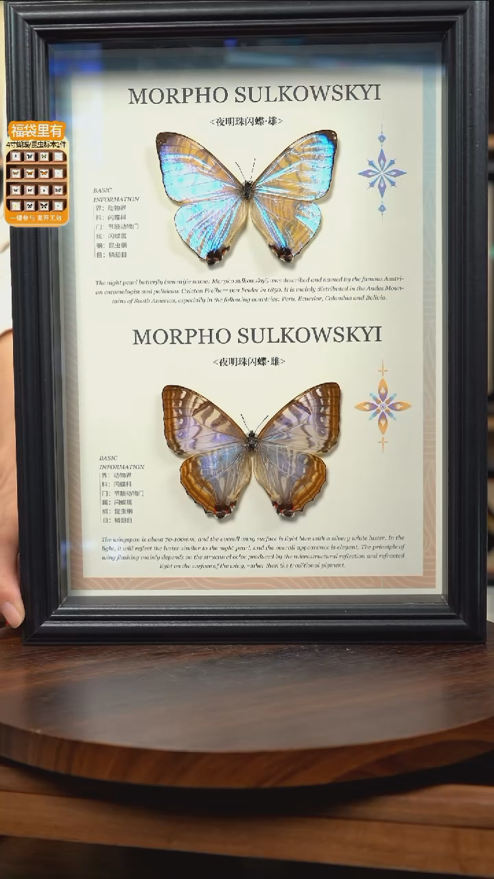 蝴蝶标本摆件竞拍j216