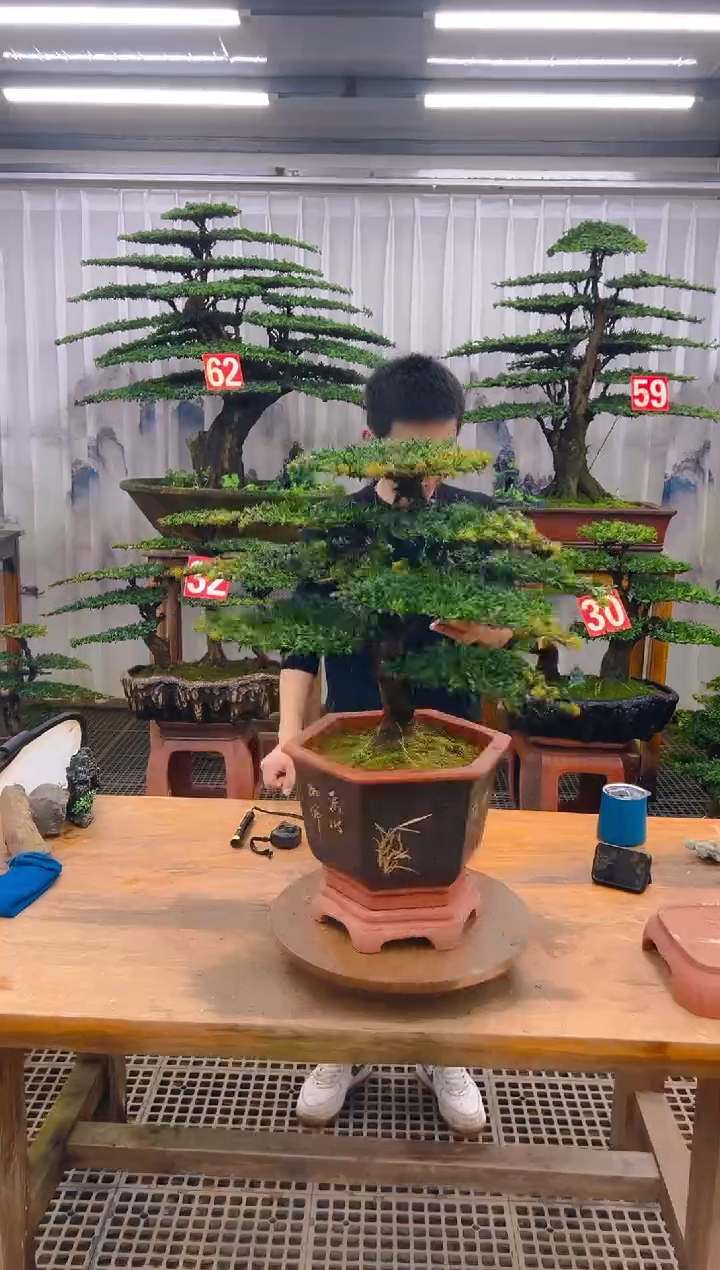 无花朵精品盆景直播间一物一 拍