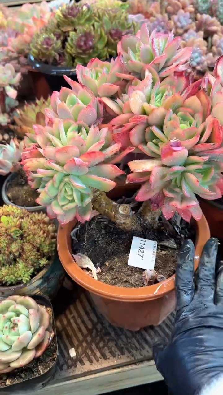 ໑****凉多肉植物义务一排11427