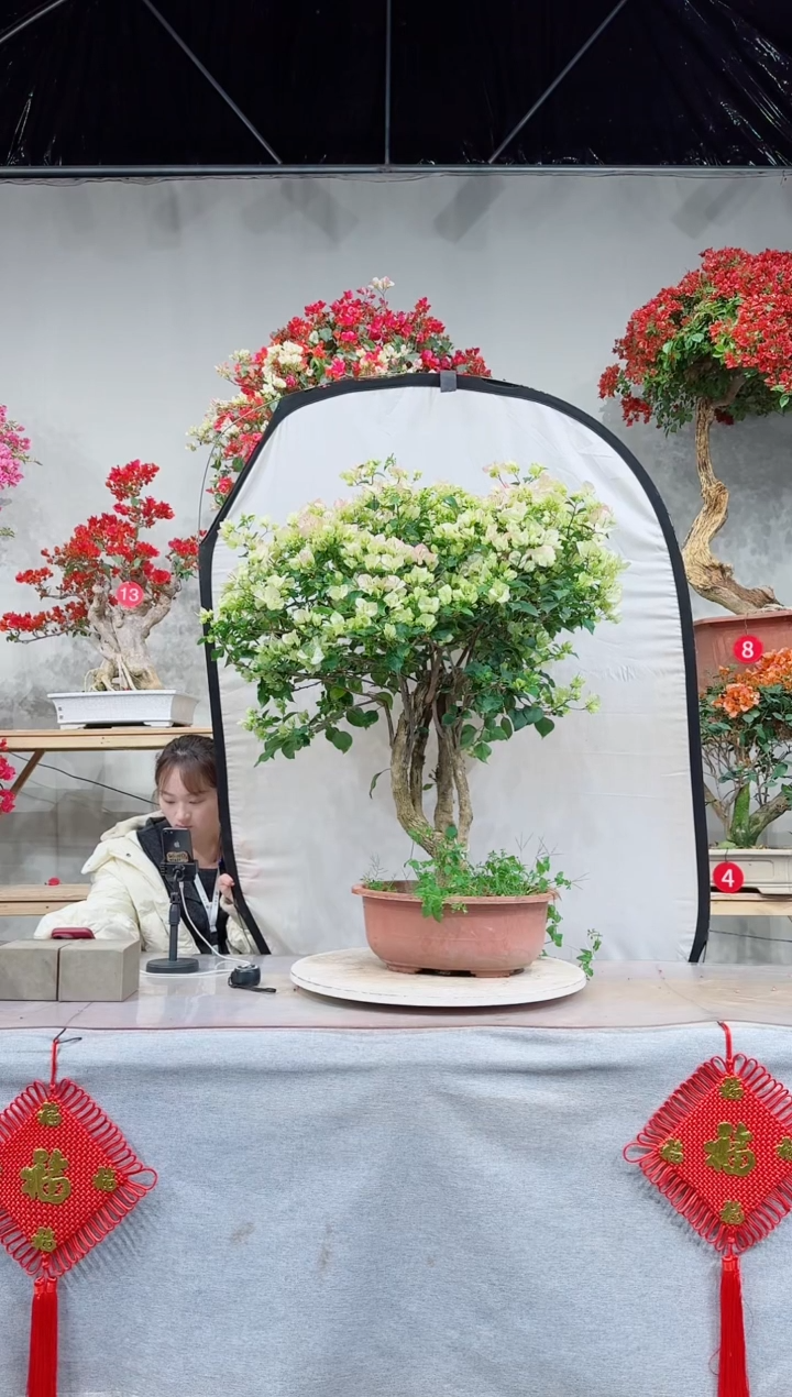 【闪购商品】盆景绿樱