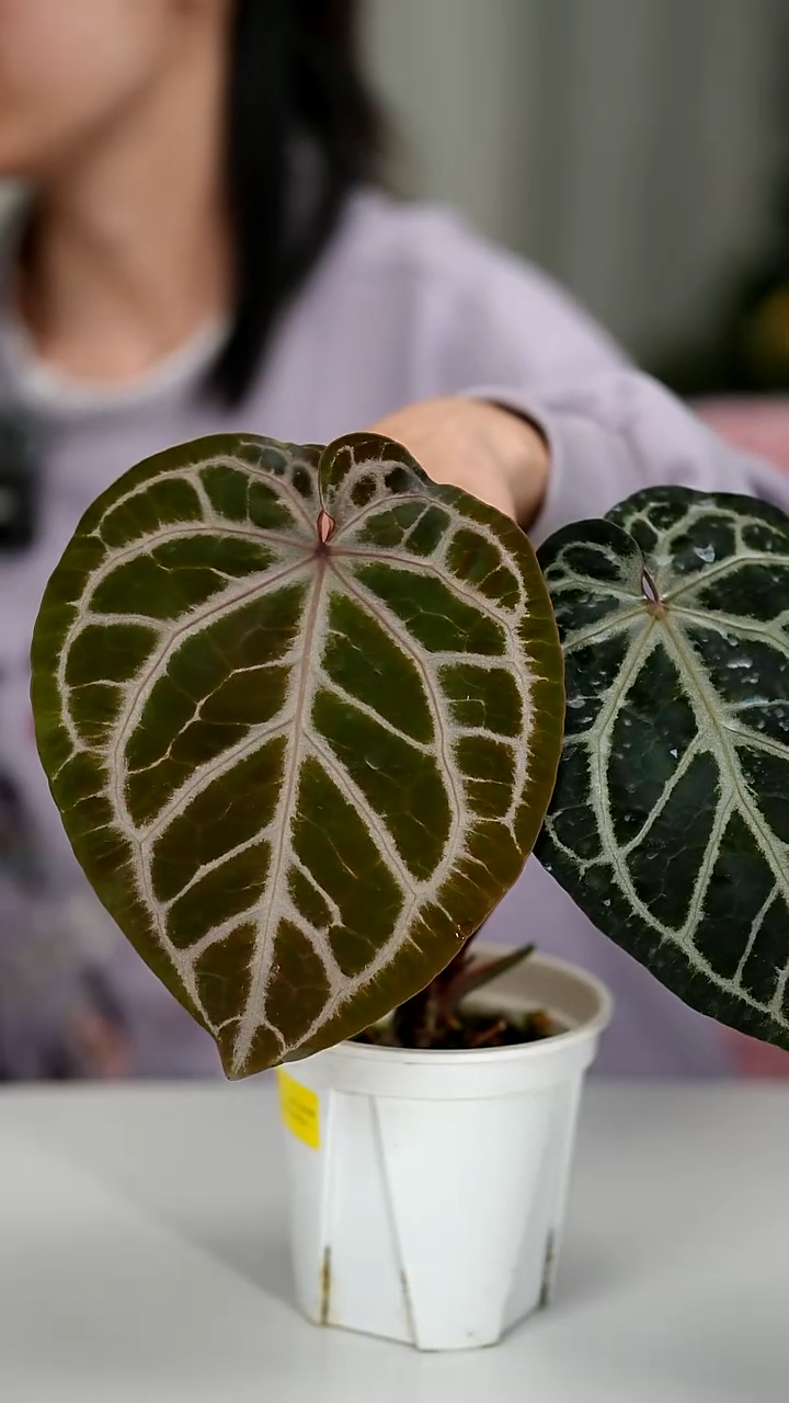 完全开放奇妙森林skg银红x Purplelightning