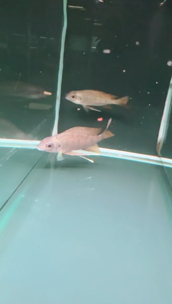 慈鲷鱼Z07黄金勾鼻提灯7-9cm两条