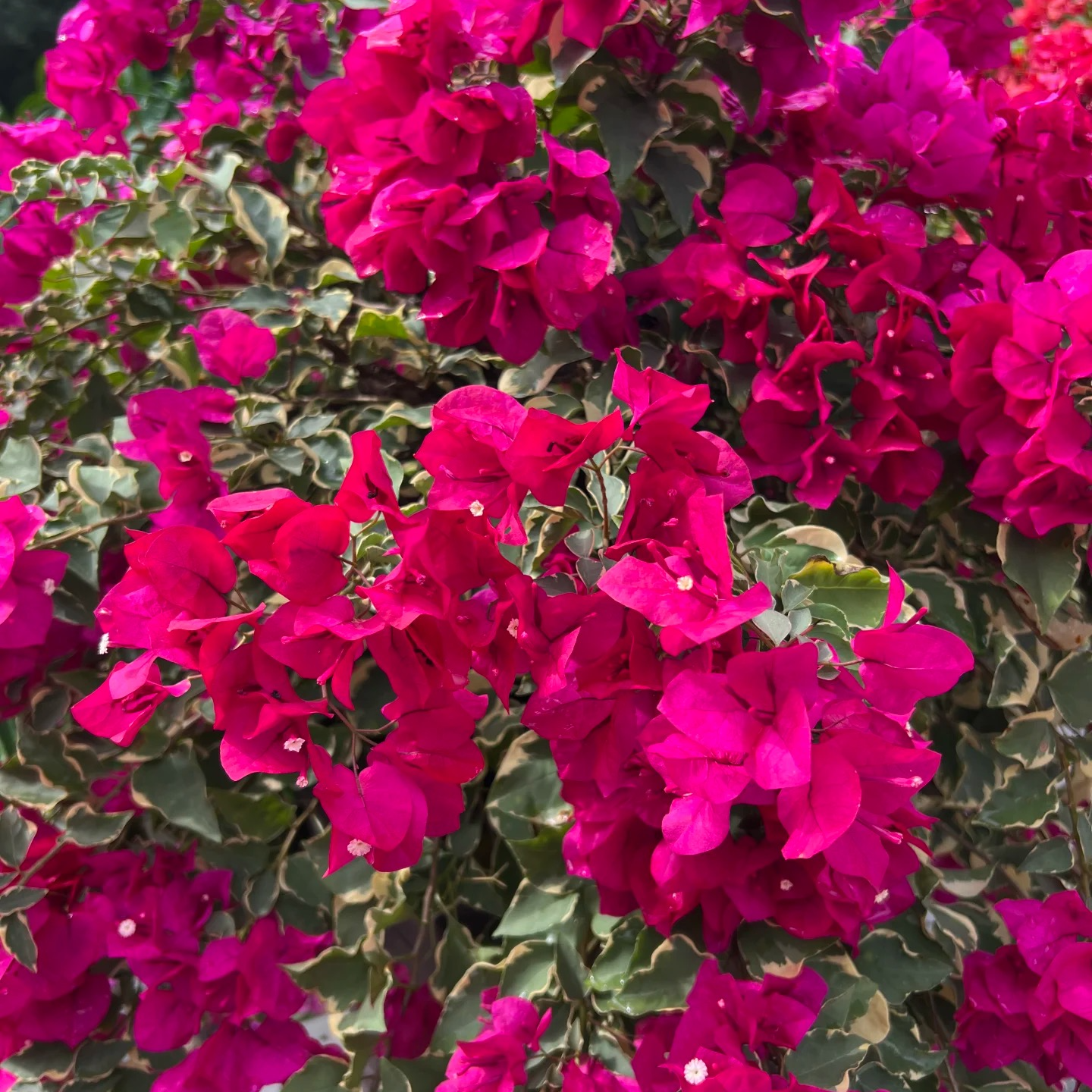 兴宇盛 花叶金边蓝月亮勤花耐活室内外观赏云南直发鲜活三角梅