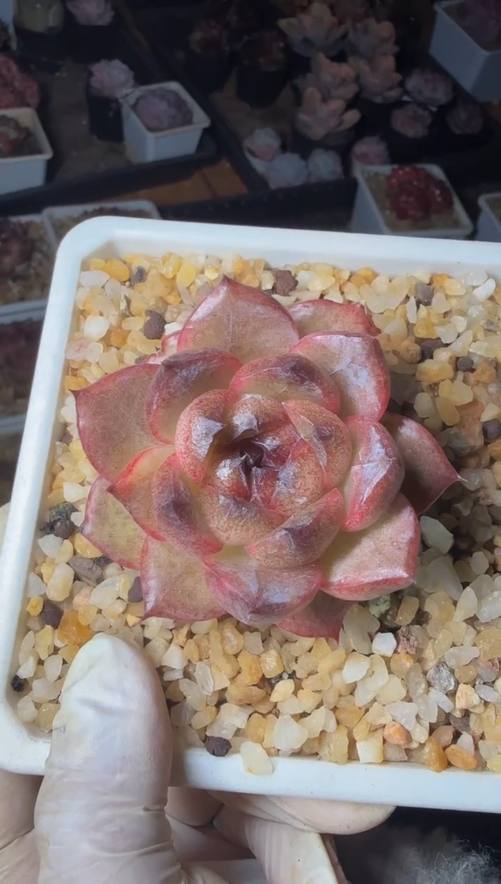 120#弗瑞希单头（6-8cm）脱土