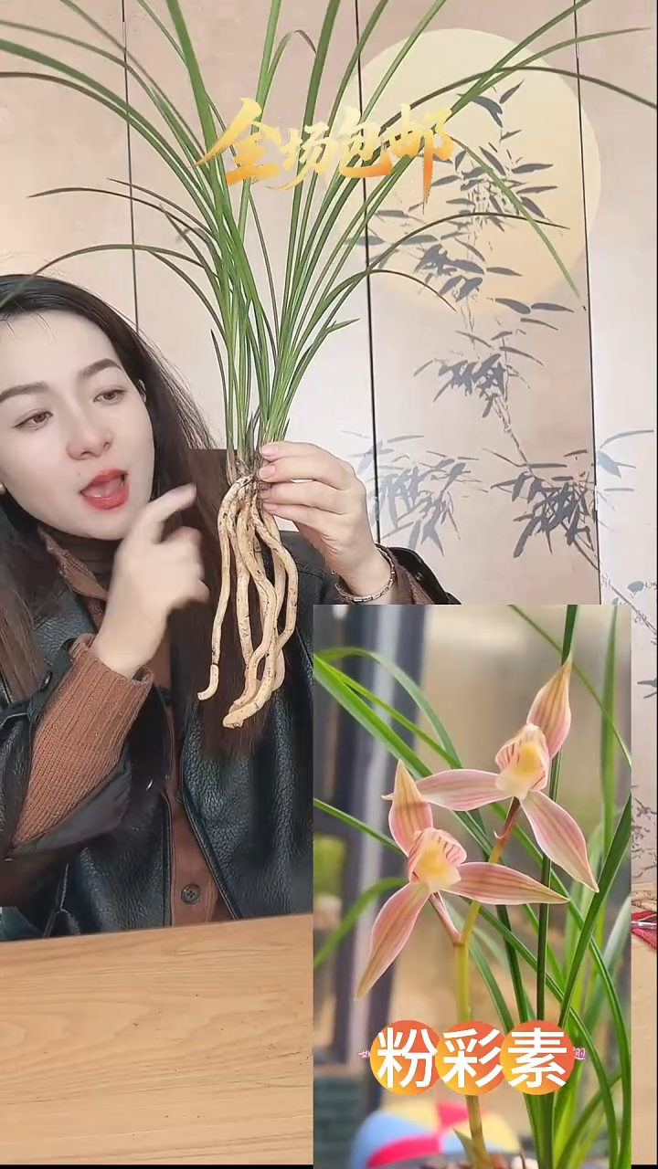 当前无花栽培后可以开花：粉彩素
