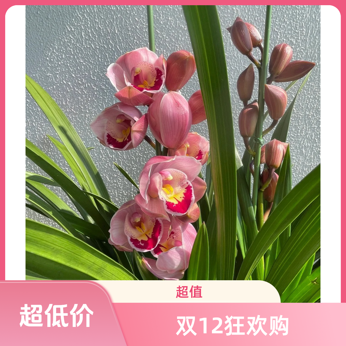 六朝金粉（粉色）高端带花剑好养活的大花蕙兰适合室内外年宵花热销