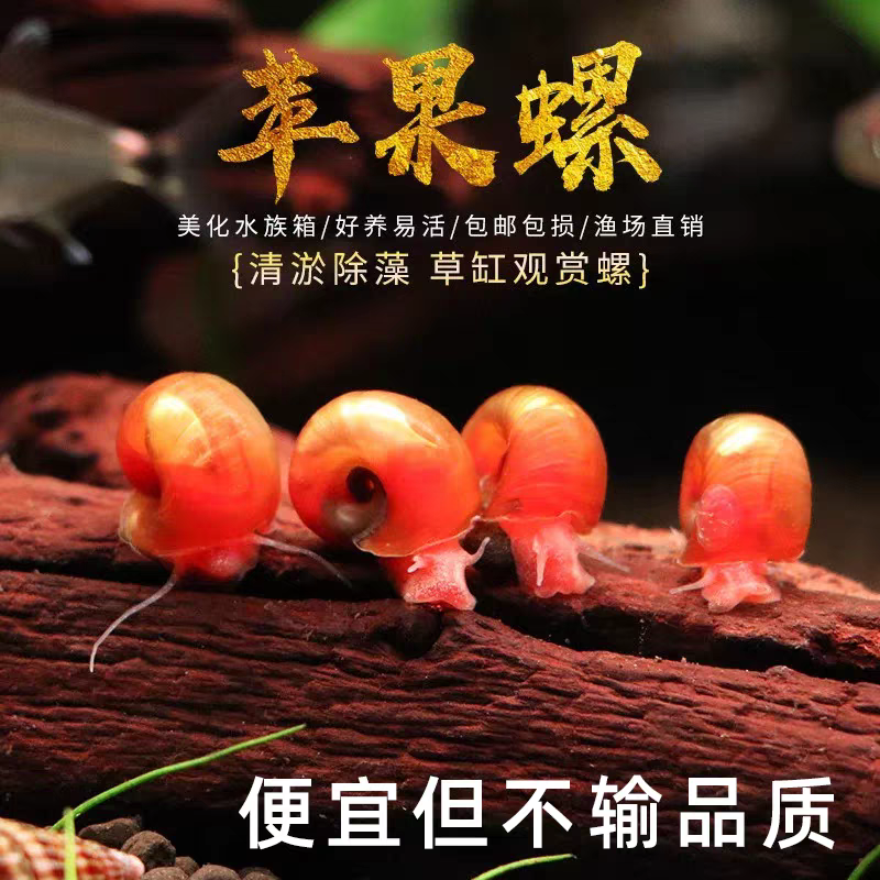 苹果螺除藻除剩余饲料分解死体狗头鱼龟活体饲料送金鱼藻