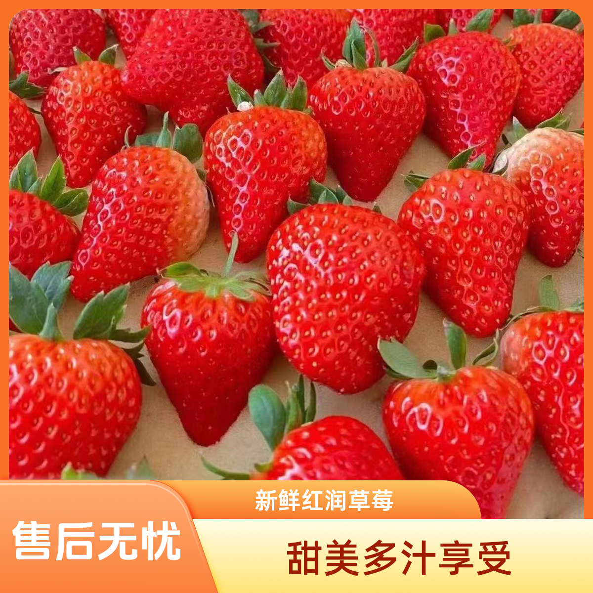 【过年不打烊】产地直发正宗九九草莓中果新鲜配送