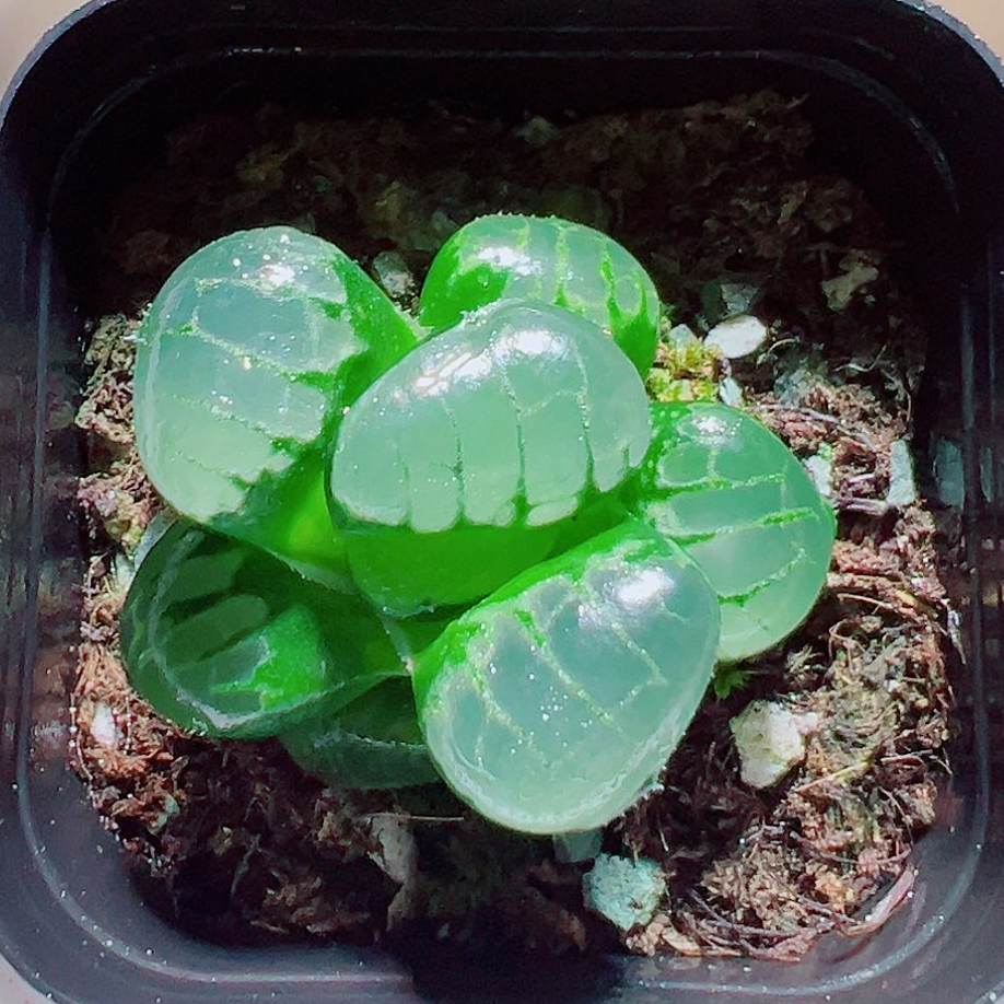 水晶葡萄克（满16包邮） 十二卷玉露寿克里克特室内多肉