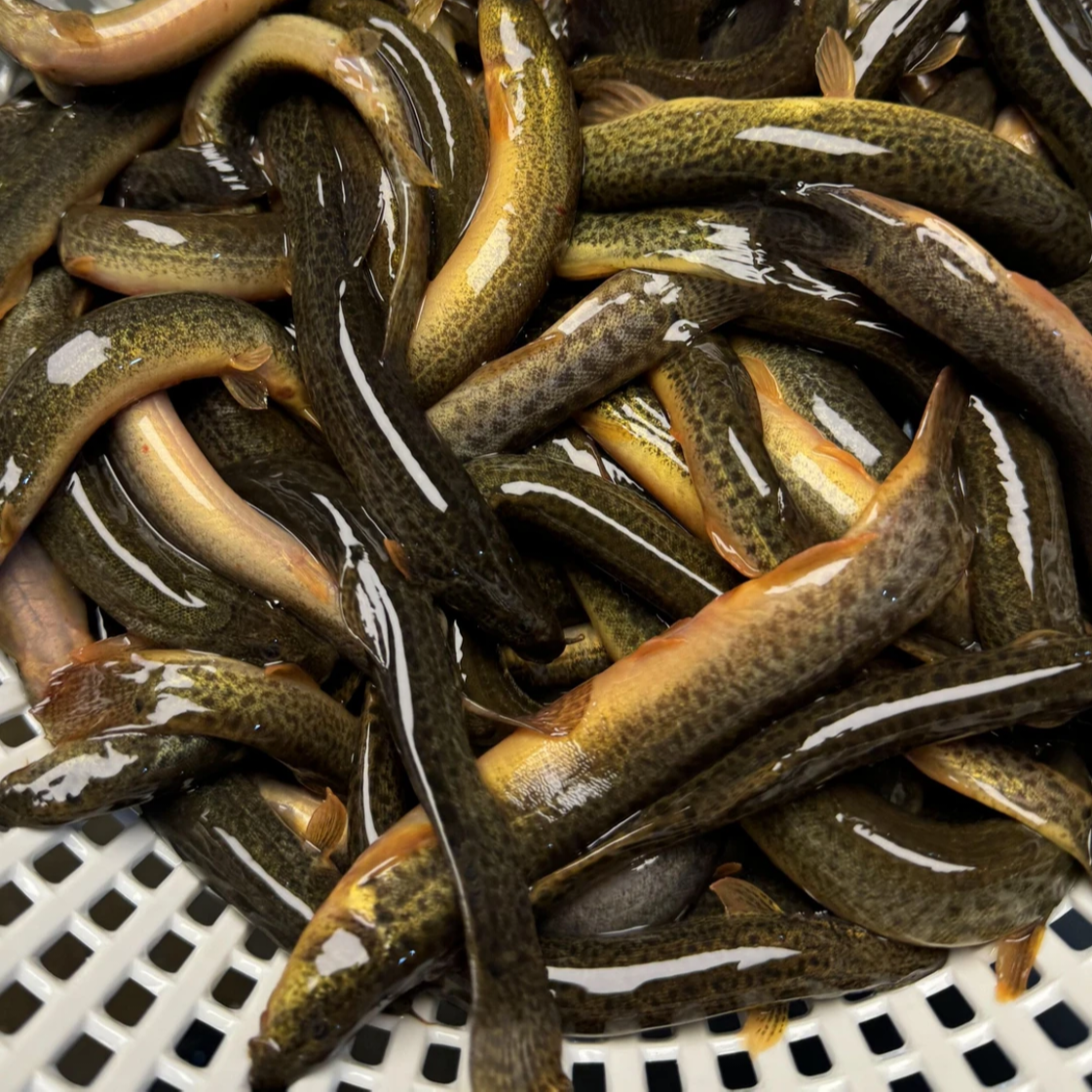 【正宗稻田泥鳅、土泥鳅】大自然的味道、次日达今天拍明天到、1500g起