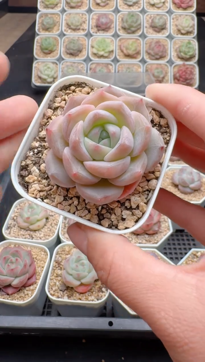 【闪购商品】154A多肉带盆土6.5杯当天拍3颗包柚