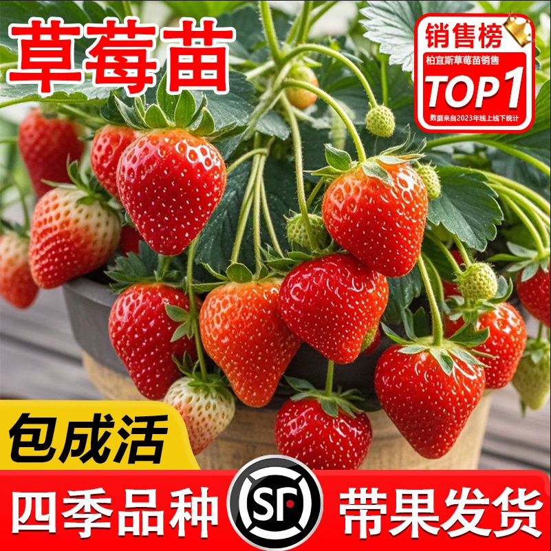 mozi/沫子草莓苗四季奶油草莓苗盆栽带花带果原盆原土