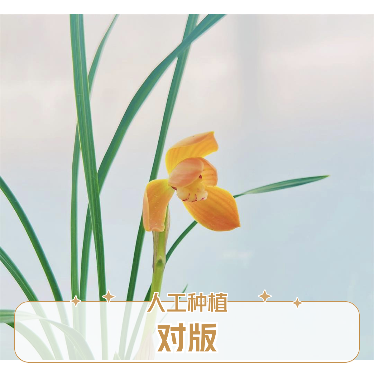 【朱金荷】春兰名品 老种3苗花开浓香 好养易活 对版 人工种植