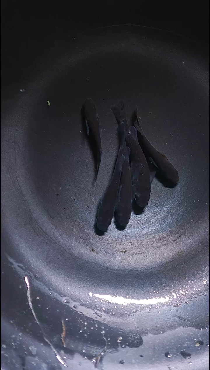 青鳉鱼观背青鳉030