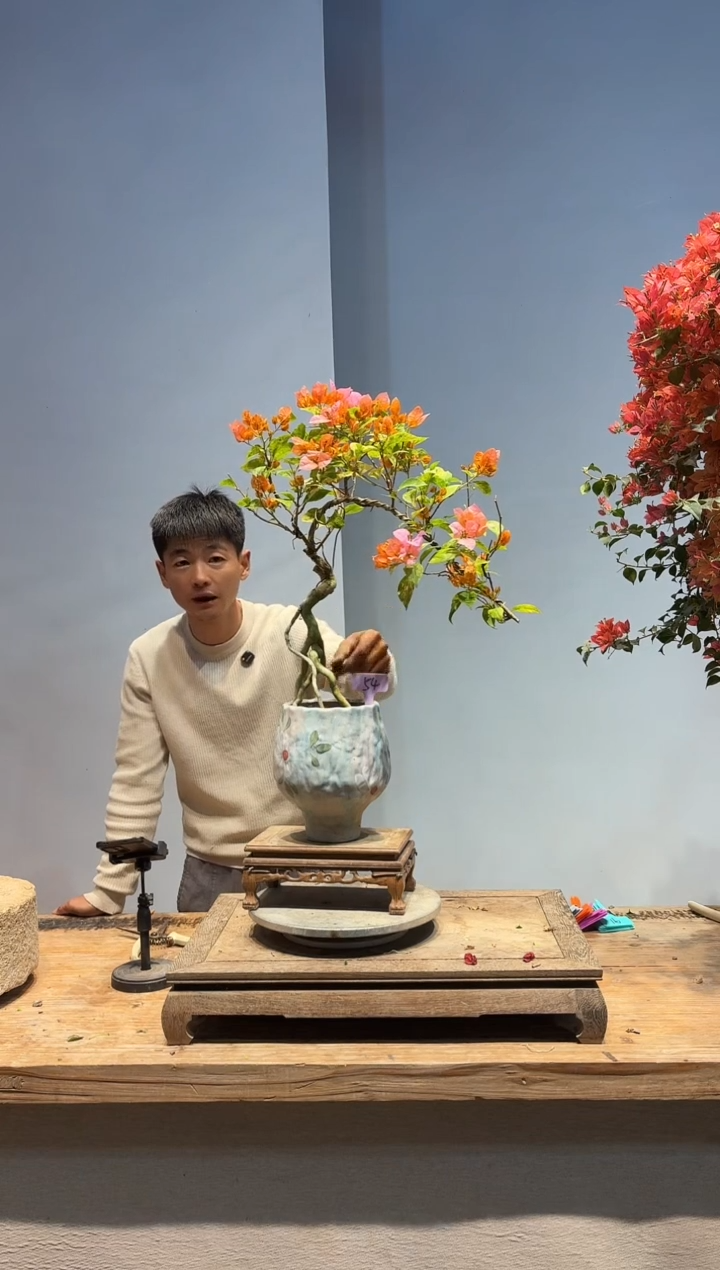 以实际为准浊**欢三角梅54