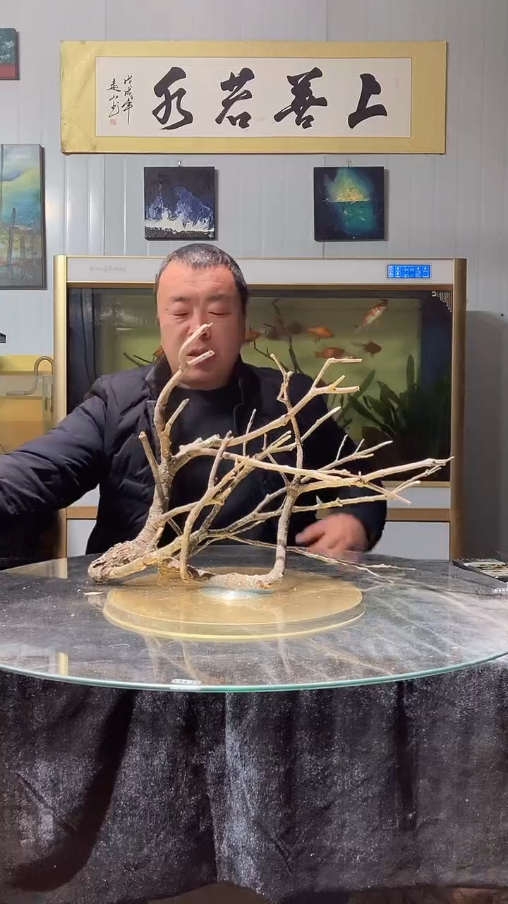 102号天然黄梨枝一组长48适合50缸