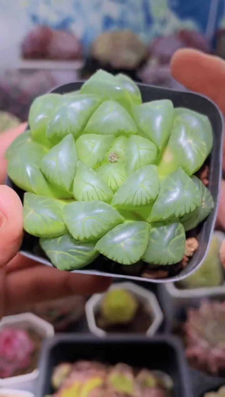 【闪购商品】197玉露多肉