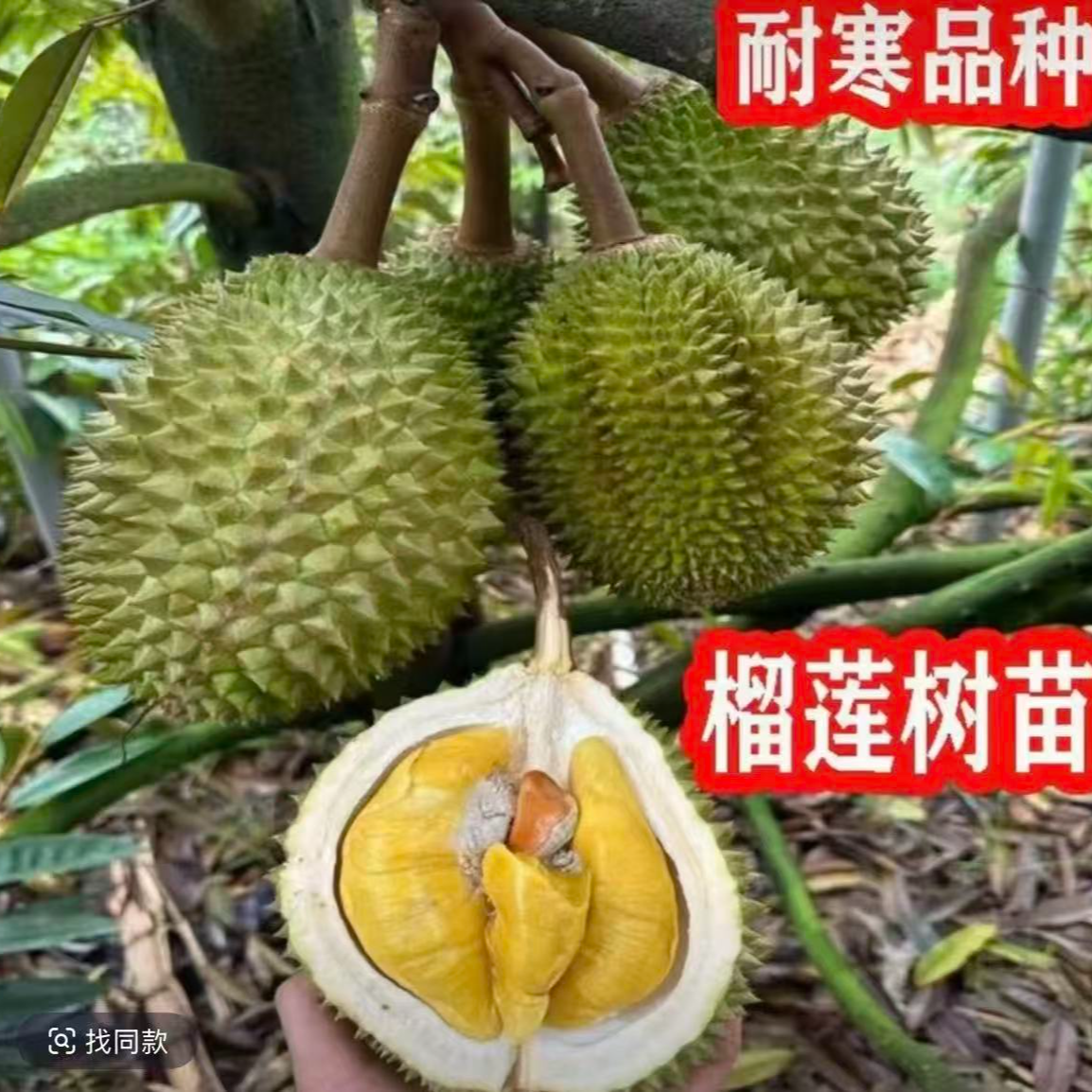 正宗南方北方可地栽盆栽榴莲树苗家庭好养2