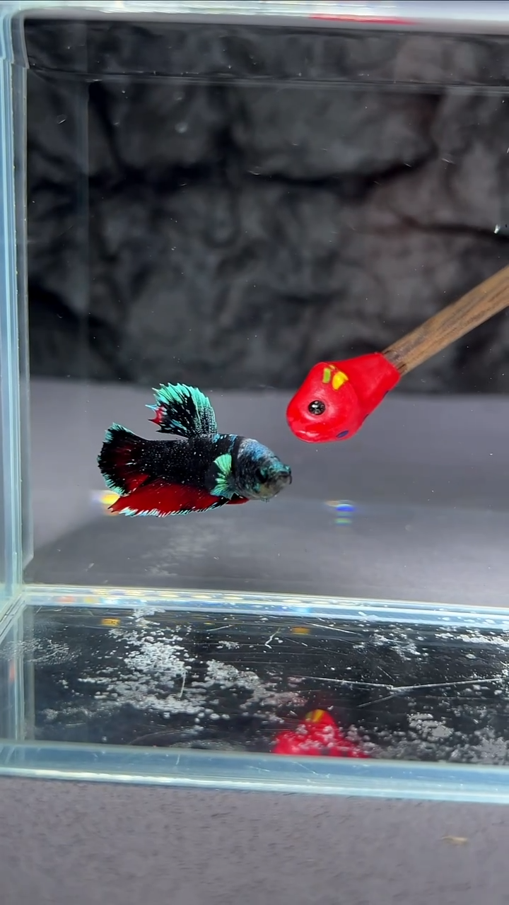 斗鱼竞拍链接S035