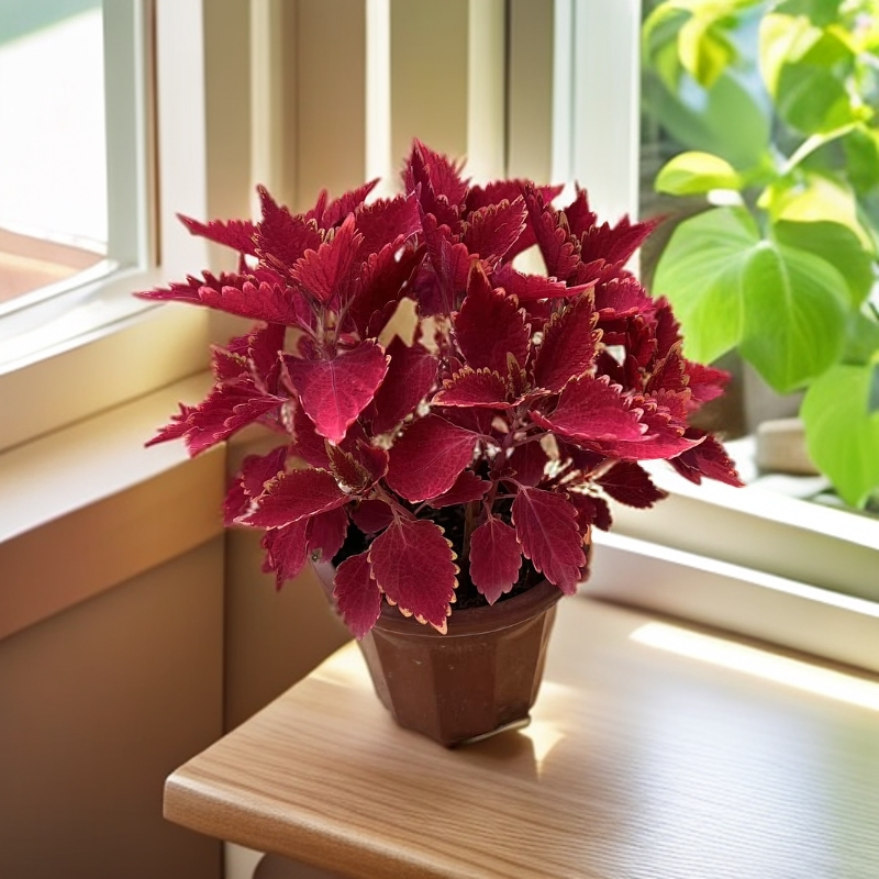 彩叶草盆栽花卉五彩苏观叶植物室内阳台庭院清心草好养绿植