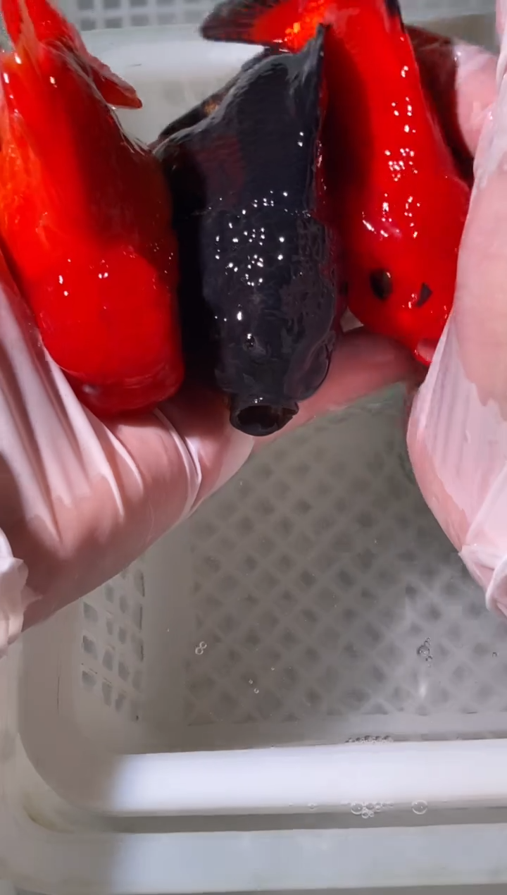 金鱼鱼之源一物一拍链接3条