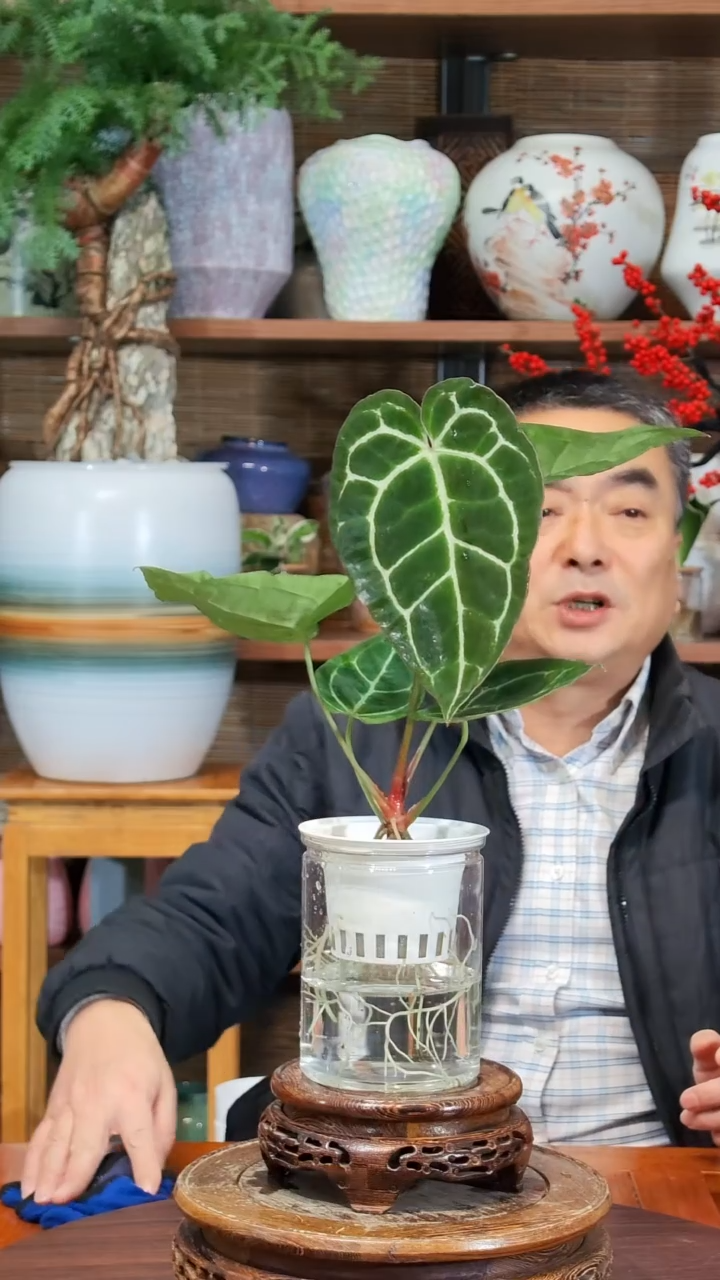 无花朵戈**C水之韵水培水晶花烛