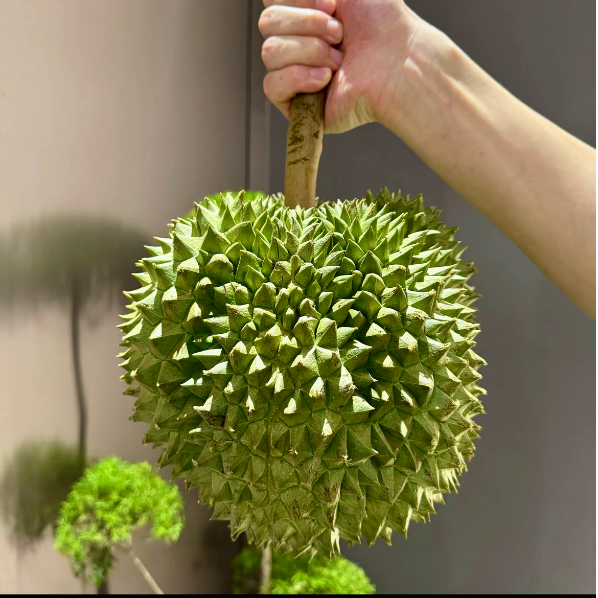 泰国里美长柄榴莲双A级当季限定整箱15-16斤顺丰包邮核大请勿生僻长柄新鲜榴莲长柄泰国东部长柄泰国东部