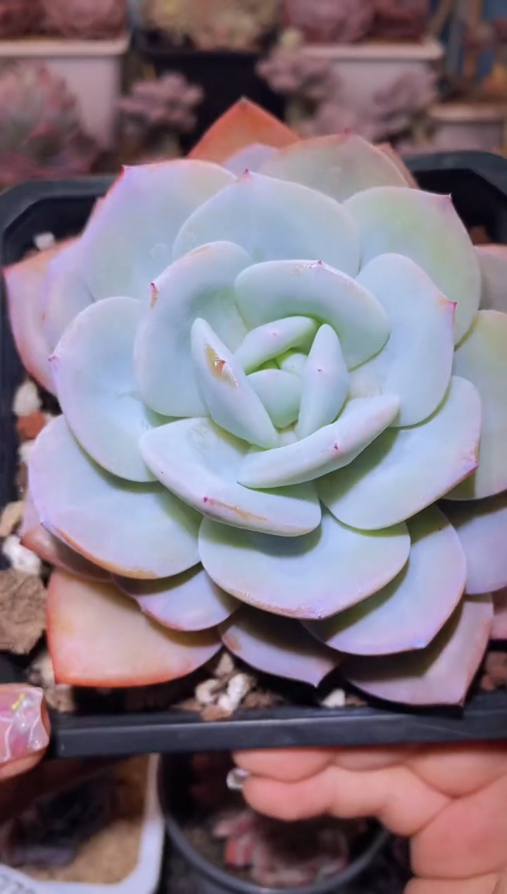 【闪购商品】278奶茶