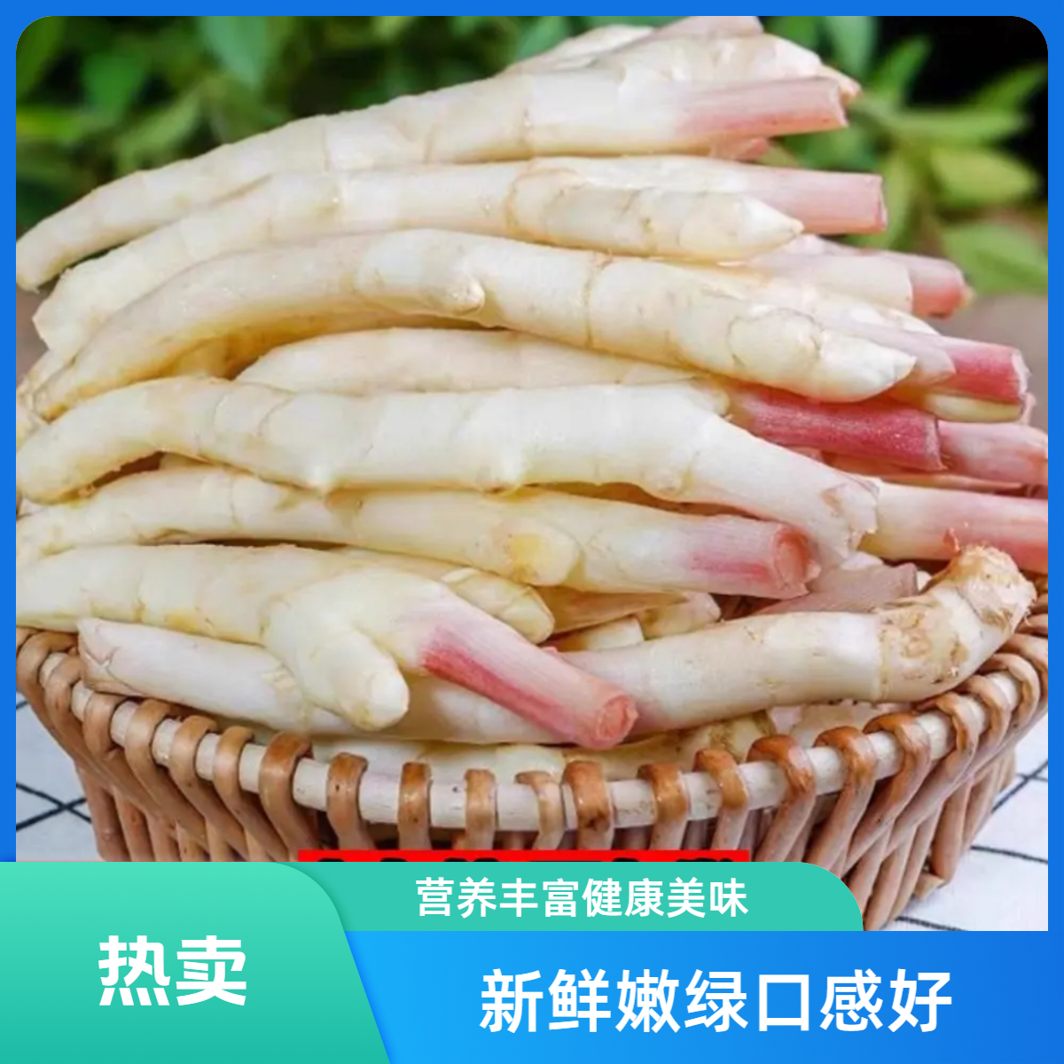 【助力三农】2025新鲜仔姜锅炉姜  根根姜 四川内江威远产地现挖现发 嫩姜