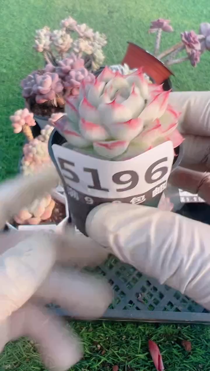 【闪购商品】信福多肉一物一拍